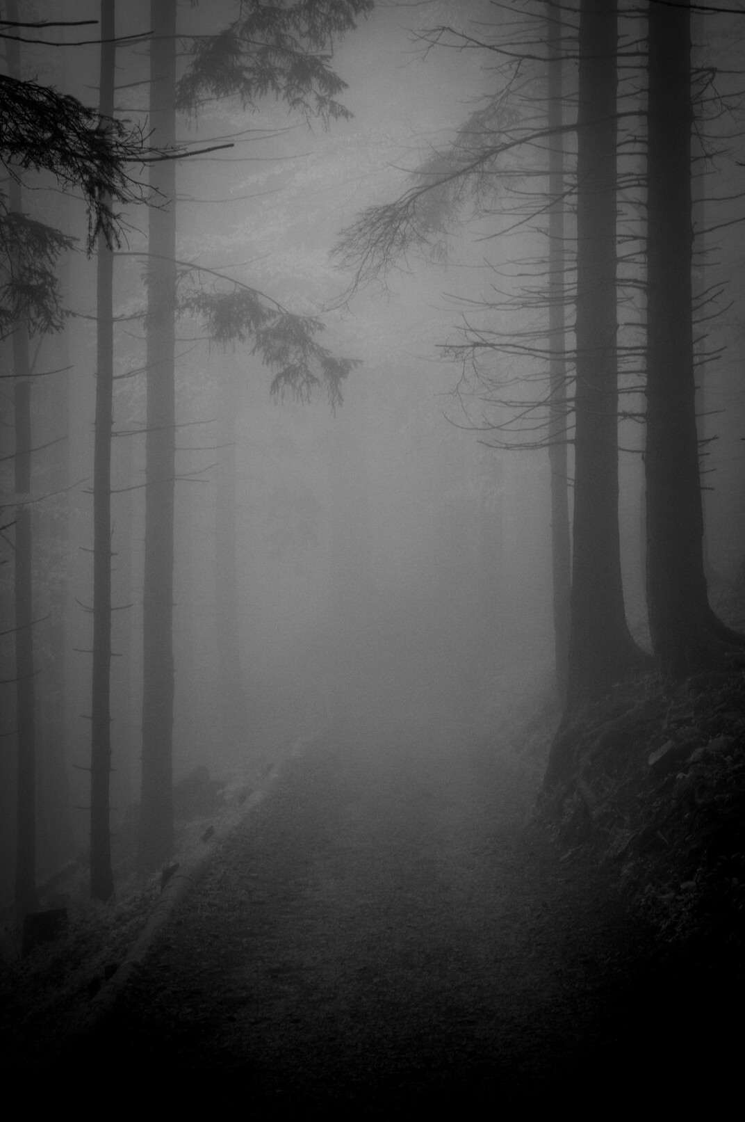 foggy forest path at night